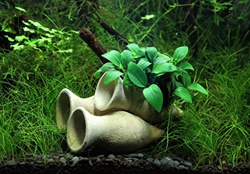 Garnelen Amphore mit Anubias Bonsai Wasserpflanze Aquarium Aquariumpflanze