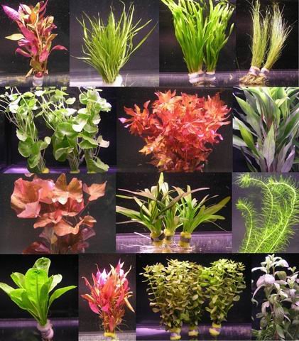 10 Bunde mit über 80 Aquarium-Pflanzen - großes buntes Sortiment für EIN 100 Liter Aquarium, Wasserpflanzen für Vorne, Mitte und Hinten