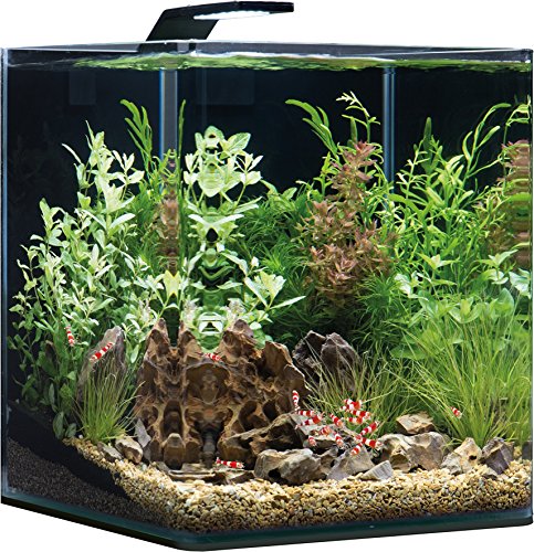 Dennerle Nano Aquarium 30 Liter – Komplett-Set - 4