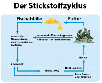 Stickstoff Zyklus